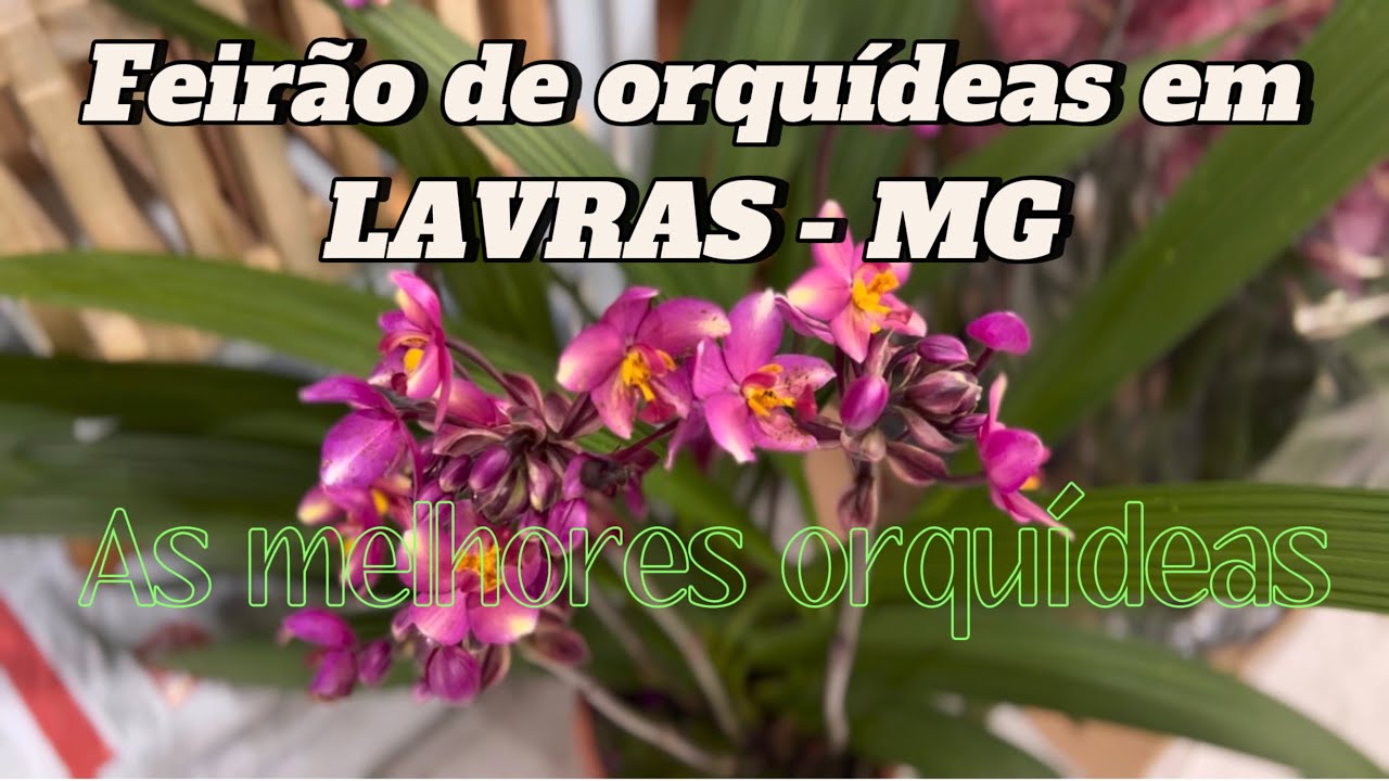Feirão de orquídeas em Lavras- MG , as melhores orquídeas no YouTube.