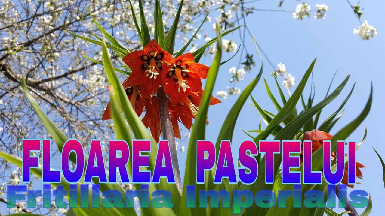 Floarea pastelui | Coroana inparatului | Fritillaria Imperialis | Livada Bio  e 22