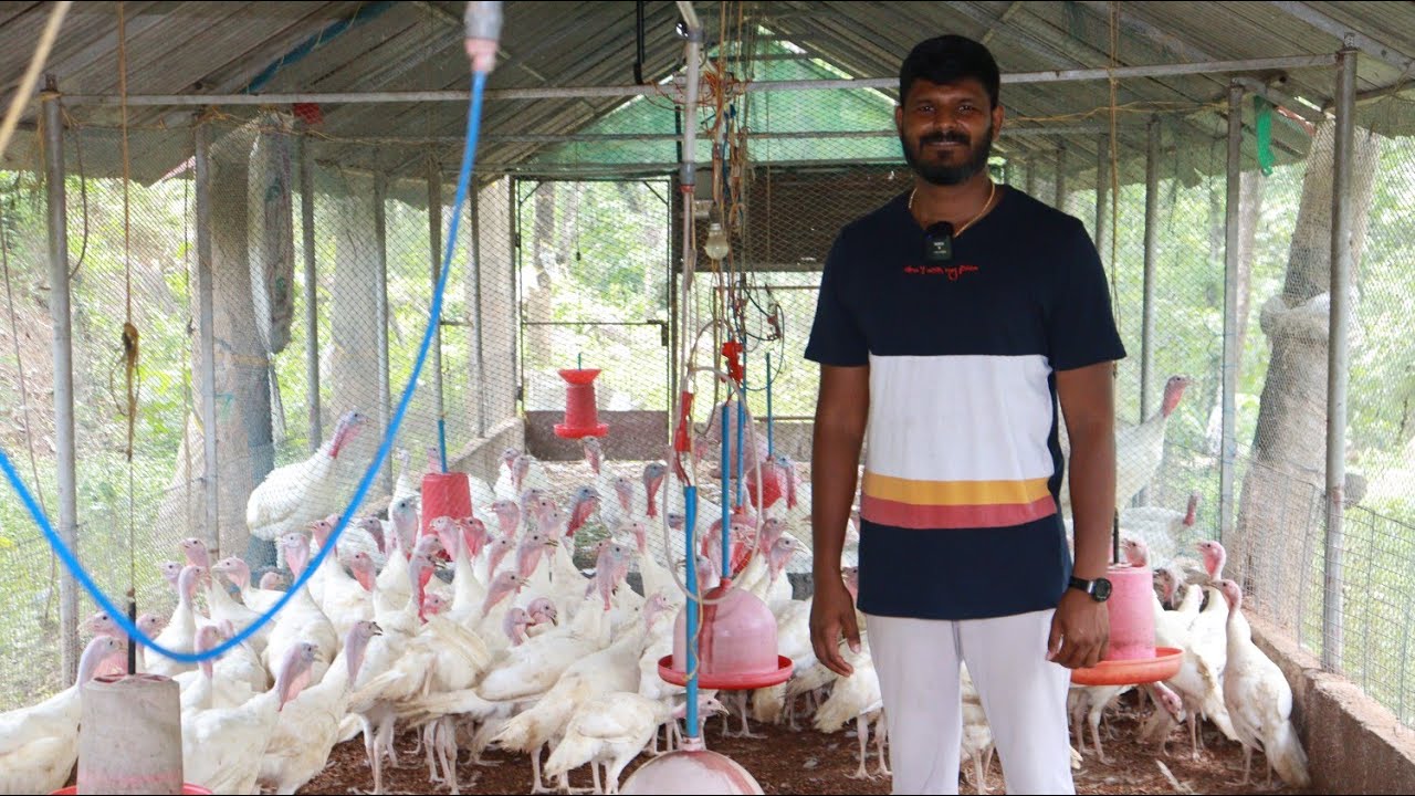 റേഞ്ച് റോവറിലെ ജോലി രാജി വെച്ച് ടർക്കി കോഴി വളർത്തുന്ന മാത്തുകുട്ടി|Profitable Turkey Farming Kerala