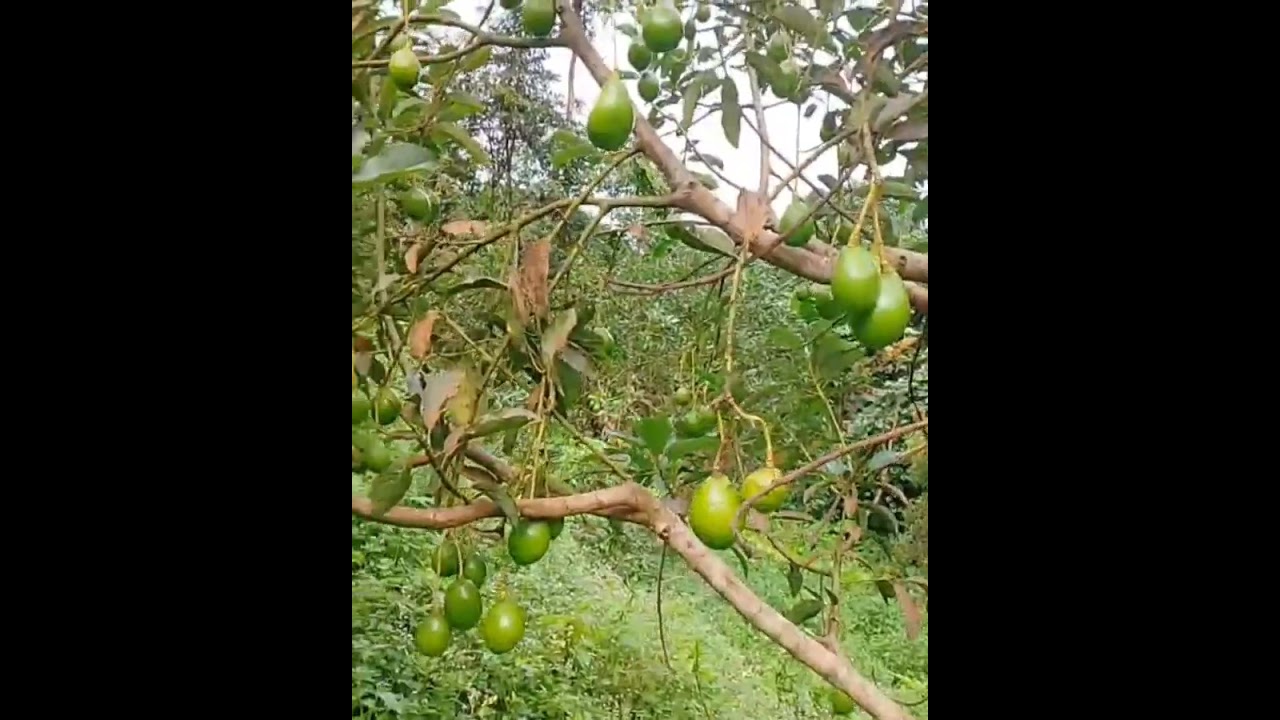 Senangnya hatiku , Alpukat Miki mulai berbuah