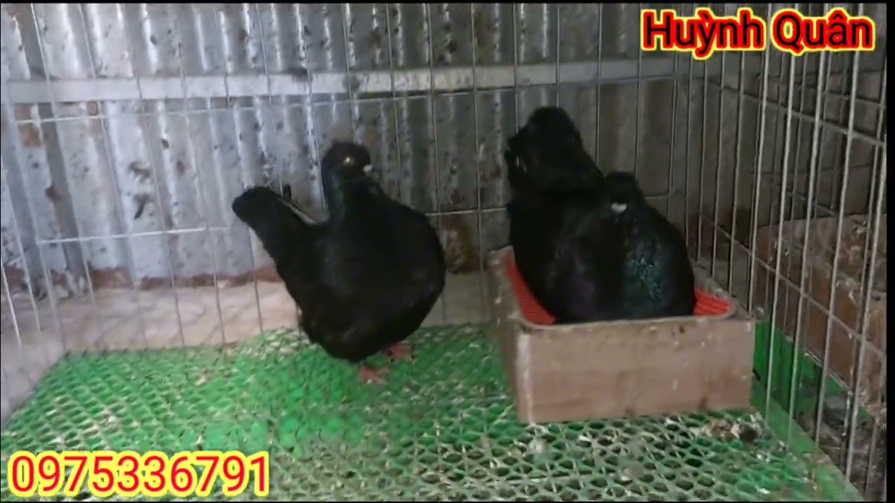 HQ | Tiếp tục chia sẻ đam mê cho ae | HUỲNH QUÂN |