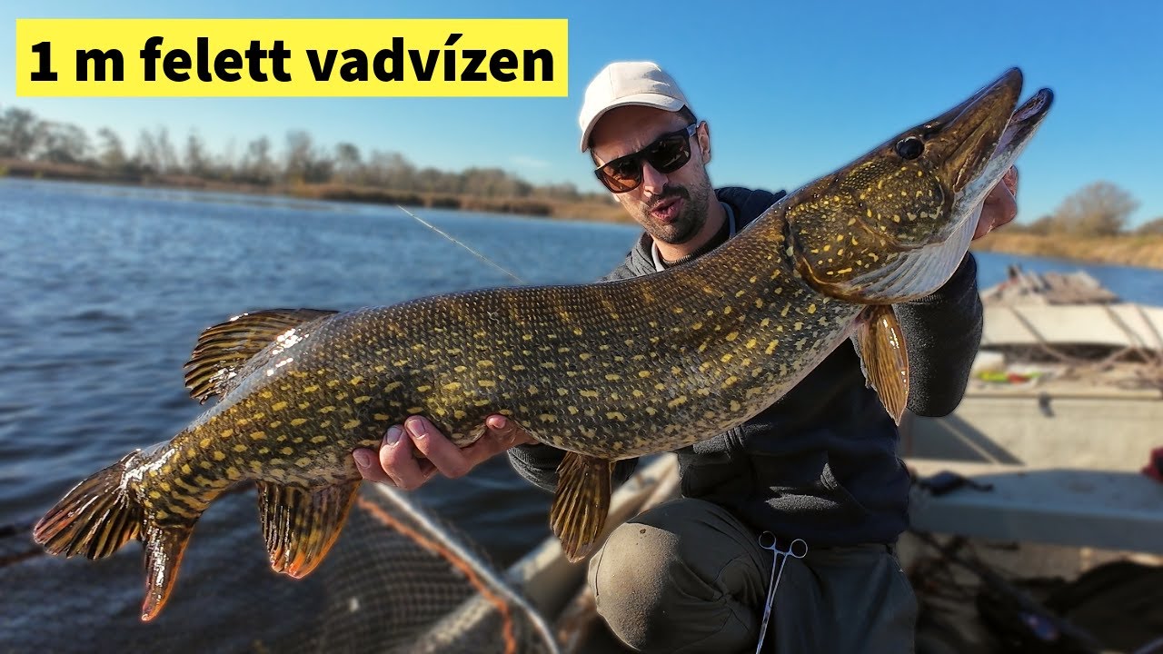 Ilyen csukázásról álmodik MINDENKI | 1 méter feletti vadvízi csuka