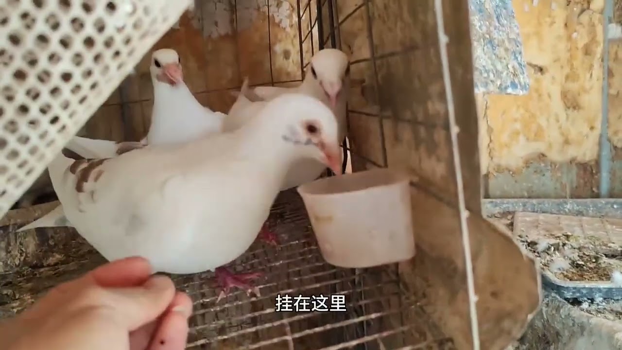 三年前本想养几只鸽子吃了补补，谁曾想现在鸽子快把我给吃了 #鸽子爱好者  #赛鸽信鸽  #拍鸽子的日常