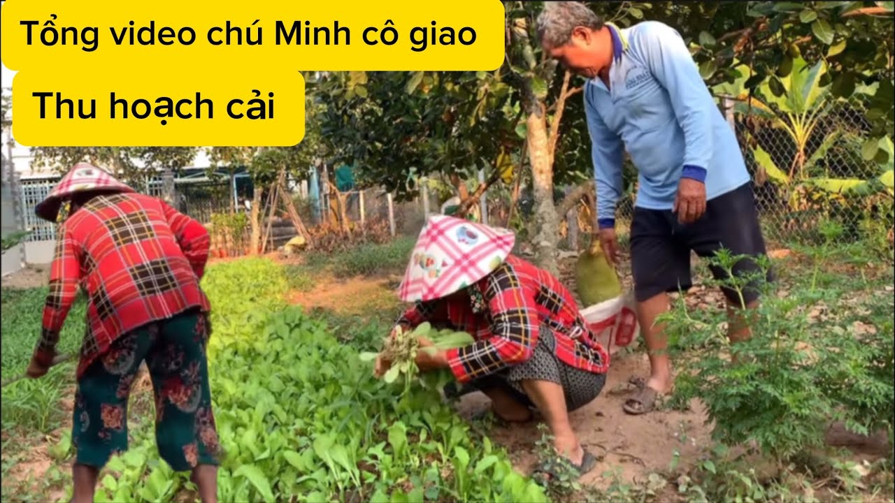 Tổng video/ chú Minh cô giao/ đang cuốc đất trồng cải/ được thu hoặch 