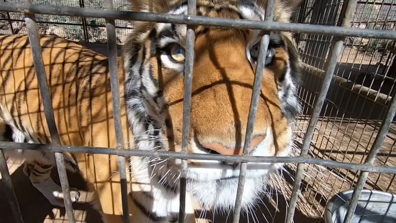 Arizona's Family Road Trip: Keepers of the Wild Nature Park
