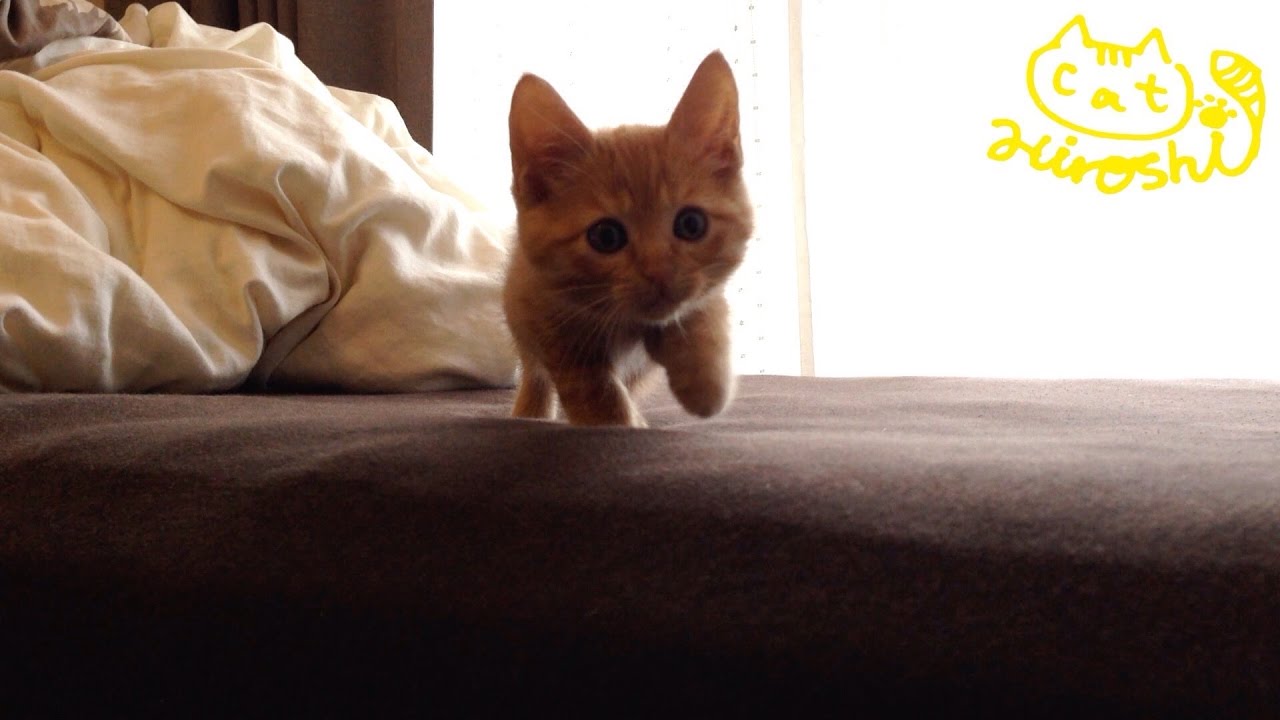 茶トラ子猫「ひろし」こっちおいで～・・・おいで・・・・・・・遅っ!! / Tabby cat Hiroshi: Hiding in bed