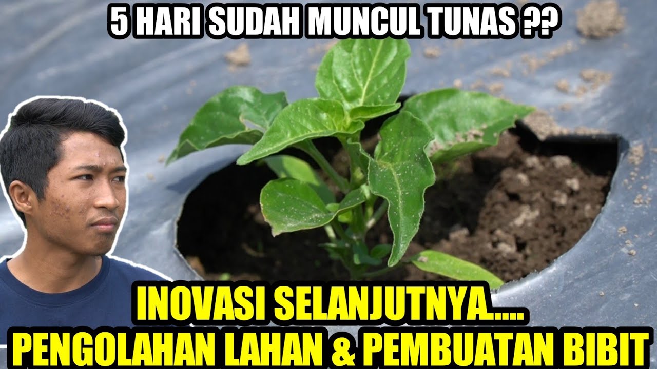 INOVASI TERBARU PENGOLAHAN LAHAN CABE | CARA MENANAM CABE