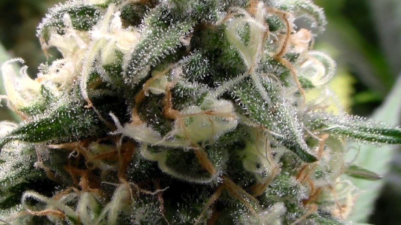 Dr. Krippling Incredible Bulk Day 43 of Flower. Plus Garden Update. 1/31/17