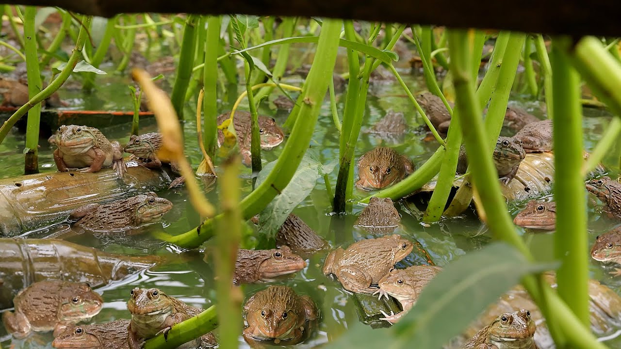 I Built a Backyard Natural Pond to Raise Frogs by Aquaponics System and Grow Water Spinach ( Part 1)