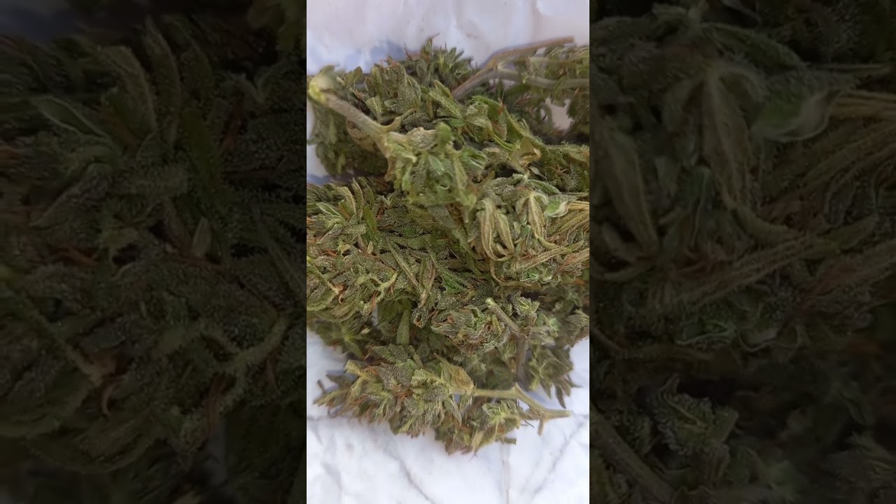 kailash kush legalize cannabis Nepal jay sambhoo peace #strains#hunters#555