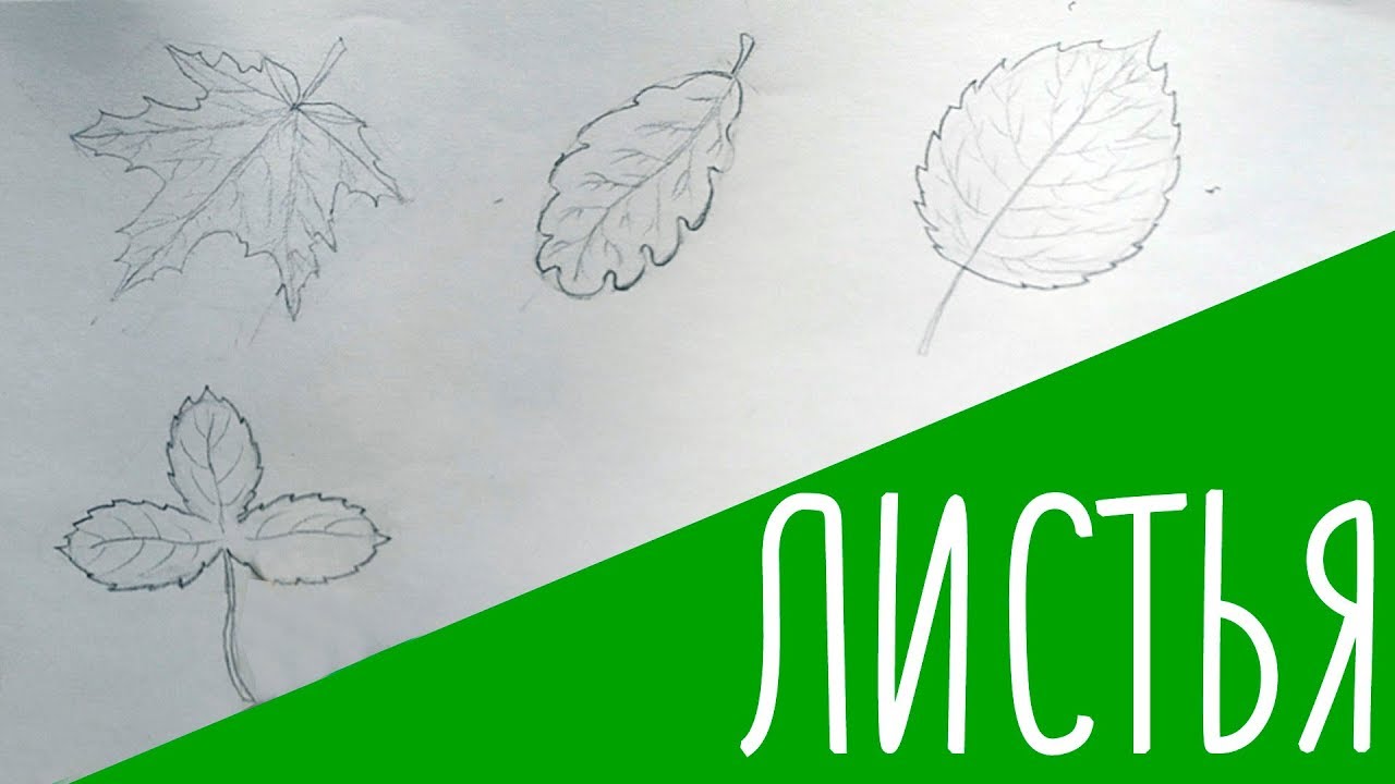 КАК РИСОВАТЬ ЛИСТЬЯ