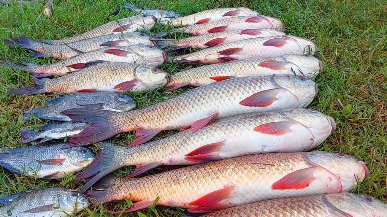 Best Float Fishing Techniques Use 6 Hooks || New Rohu Fishing spot || kaal fisher new Fishing video