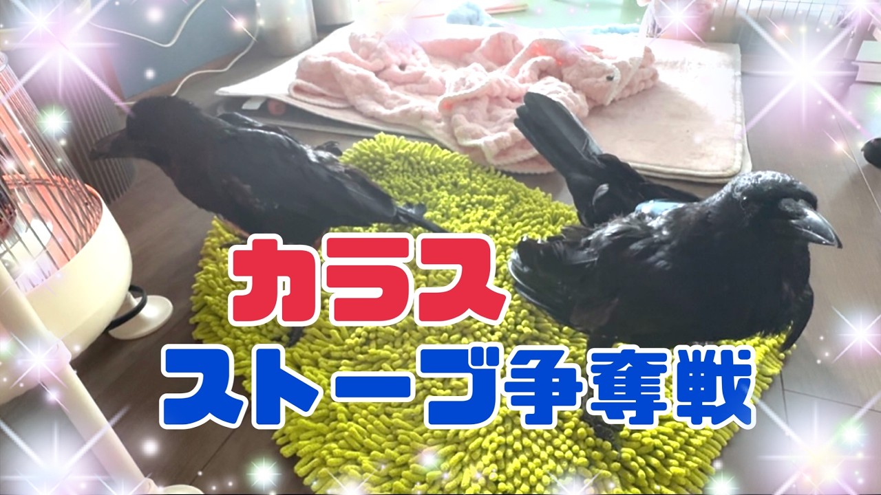 カラスたちのストーブ争奪戦‼銀鳩ココロ君旋回♪BGMキジバト 2026/3/9撮影  KUPPI the Crow ※概要欄見てね #カラスのクッピ