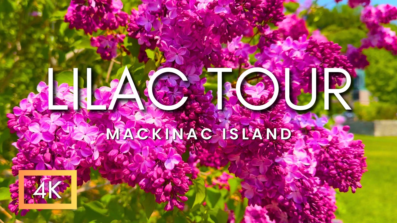 Relaxing Walking Tour Through Stunning Mackinac Island During The World Famous Lilac Festival