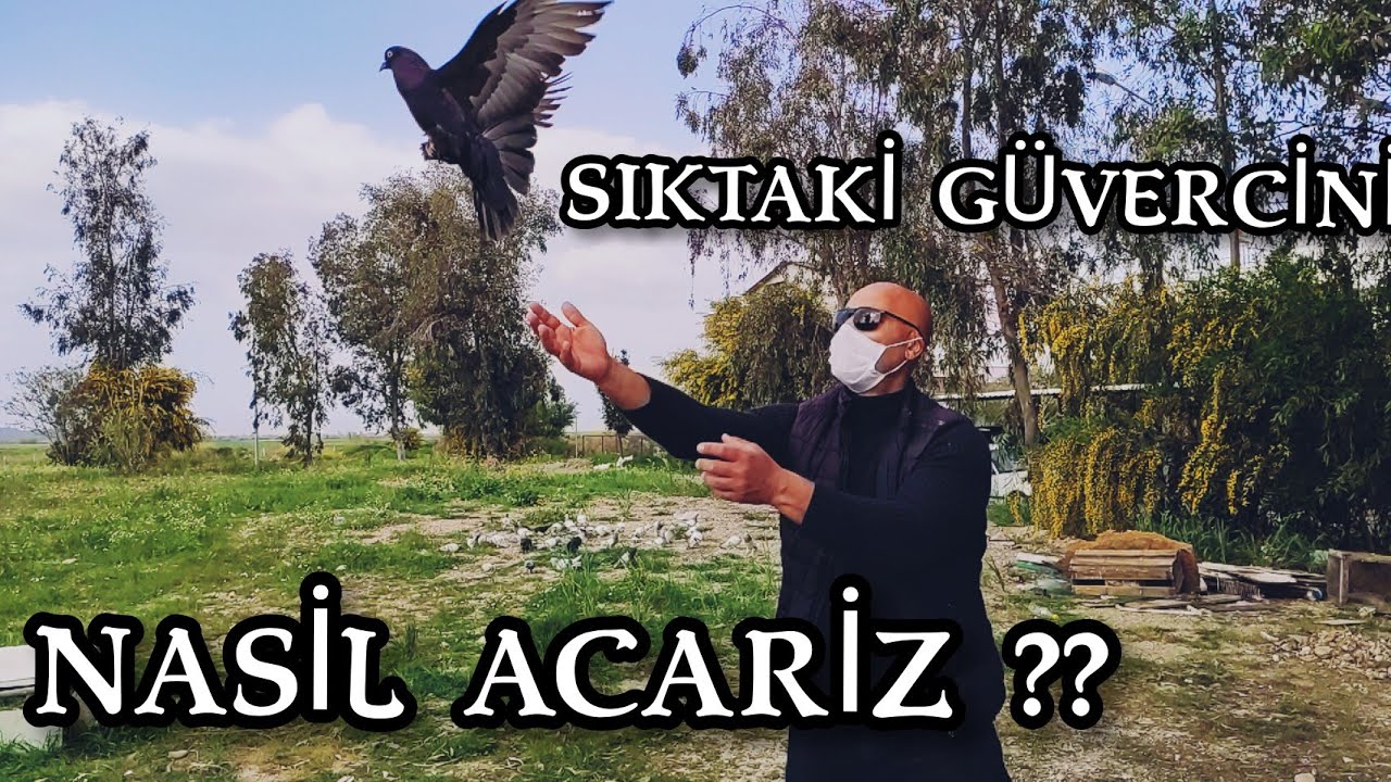 Bülent Reis Sıka Giren Güvercini  Uçurdu Sıka Giren Kuşu Sıkdan Çıkarma