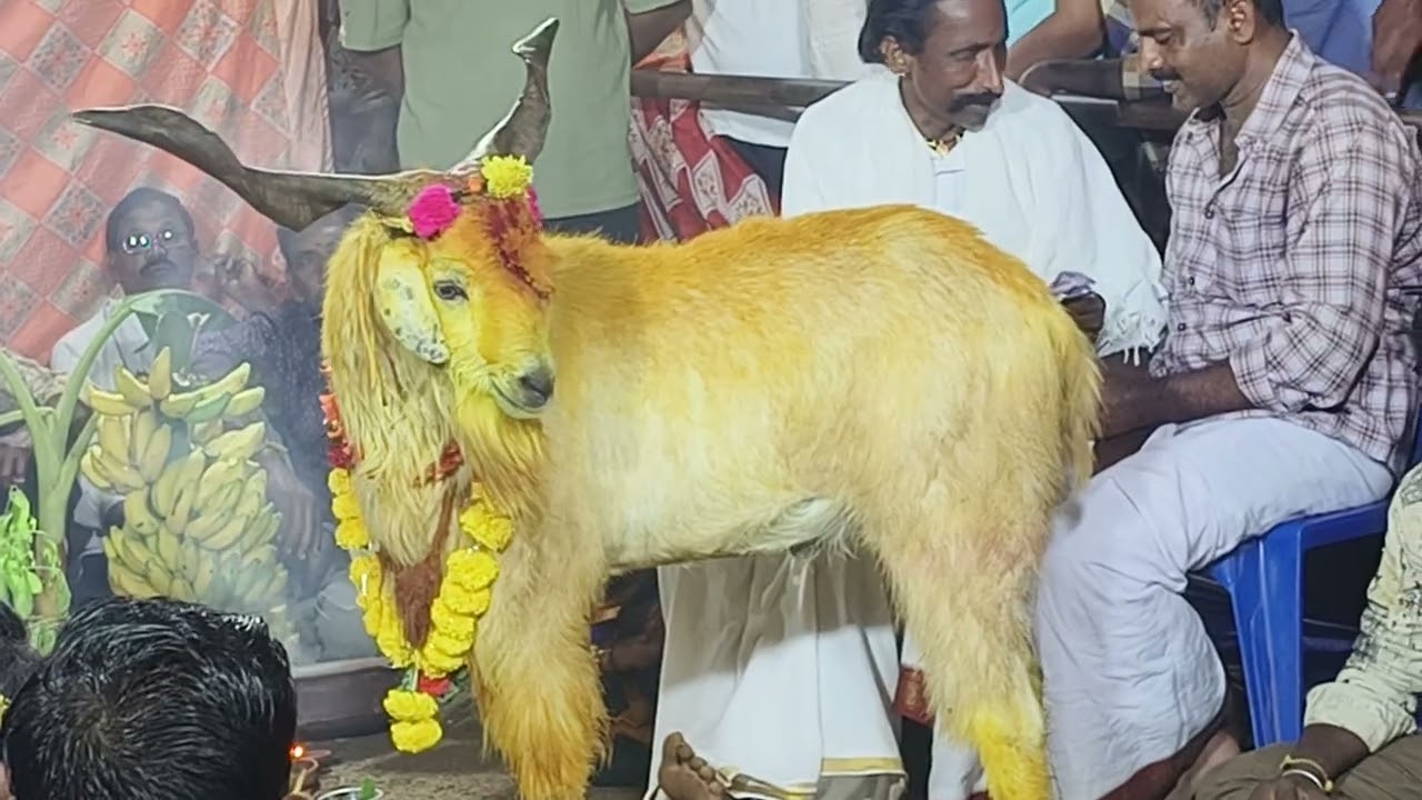 Gangamma thalli gaavu pandaga in my area 
