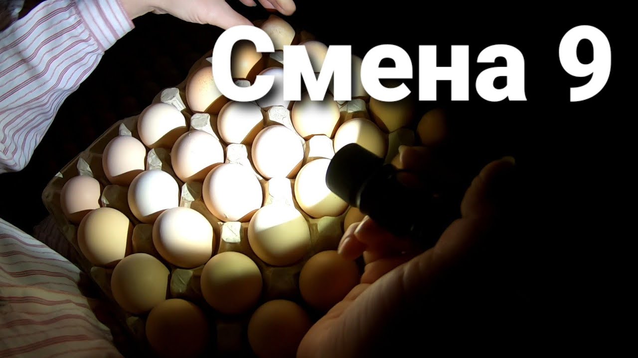 🔻Российский бройлер / Нет  КОББ - 500  из Чехии❌ Есть замена❓Это Смена❗