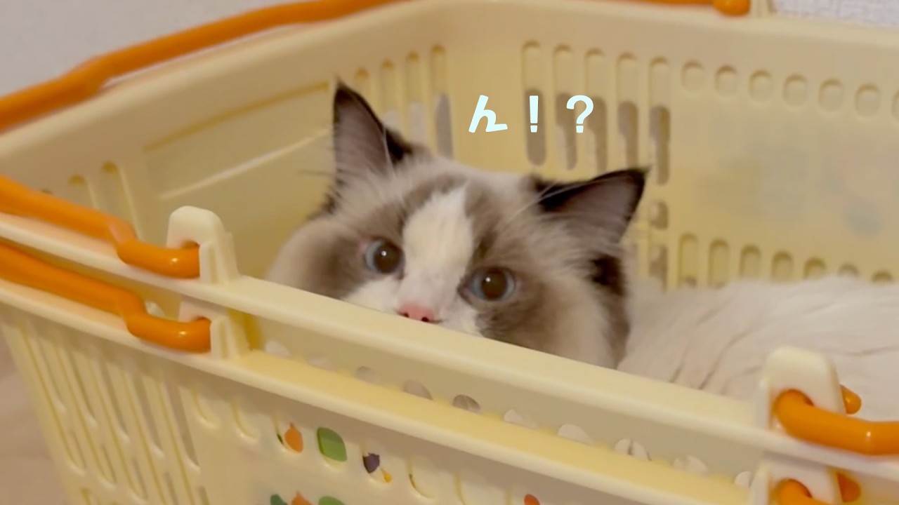 お買い物カゴが気に入った猫、なかなか出てくれずひょこっとカメラ目線する姿が可愛すぎました