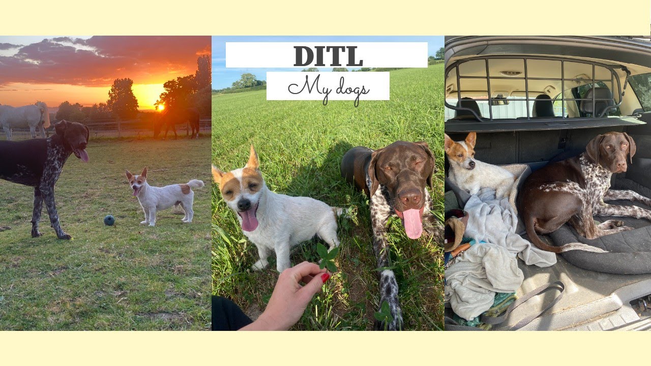 A DAY IN THE LIFE OF MY DOGS // Dogs & Horses