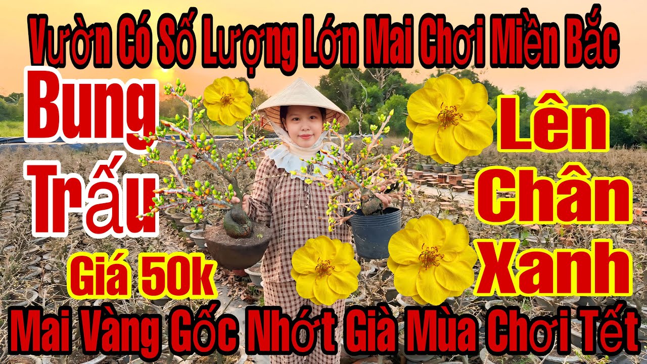 27/1☎️0375454109☎️🌲Mai Vàng Chơi Tết Giá Rẻ🌲Mai Ghép Giảo Thủ Đức Hàng Bung Vỏ Trấu Lên Chân Xanh..🌲