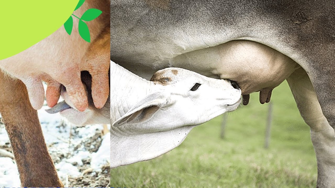 VET ENDO | Mammogenesis | Student Output