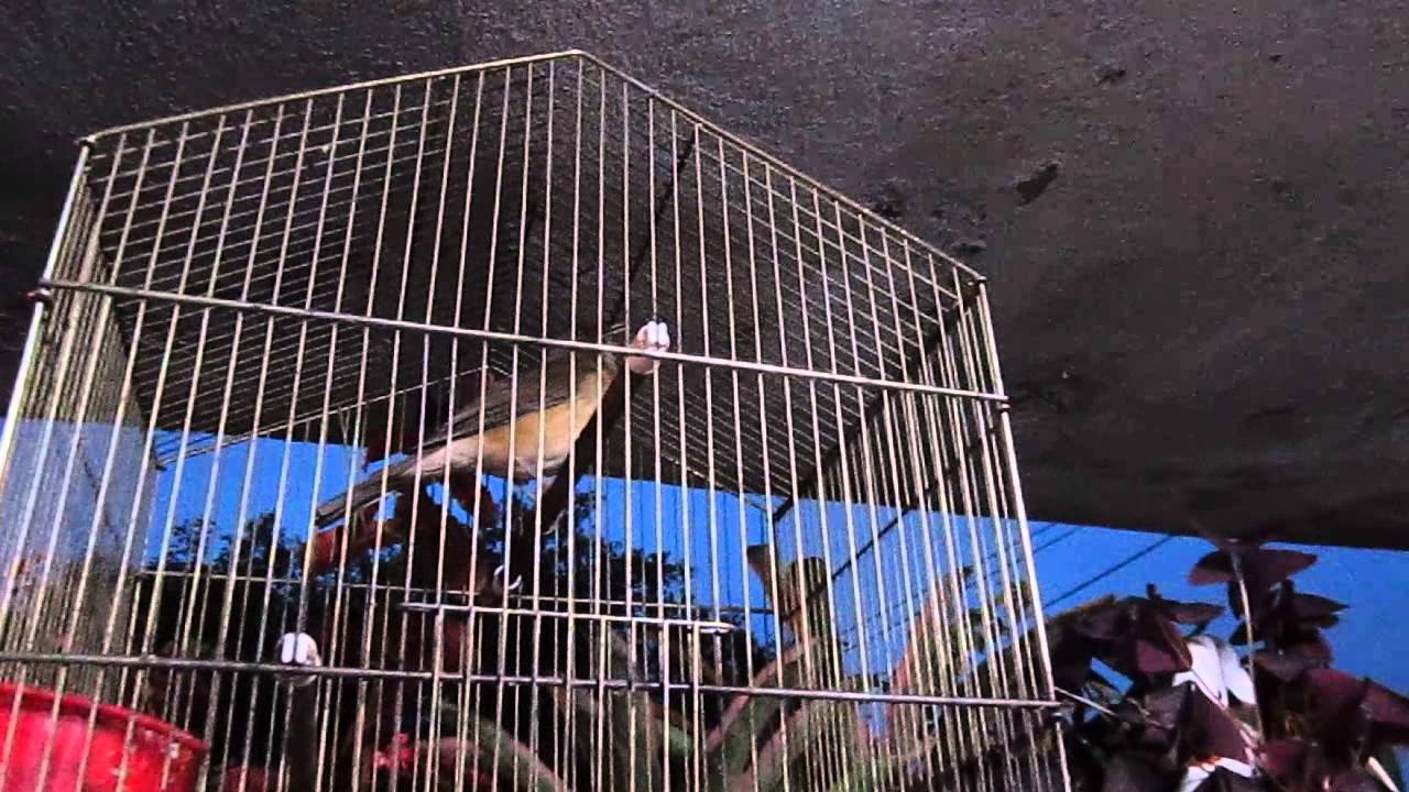 El cantar de la primavera y el cadernal