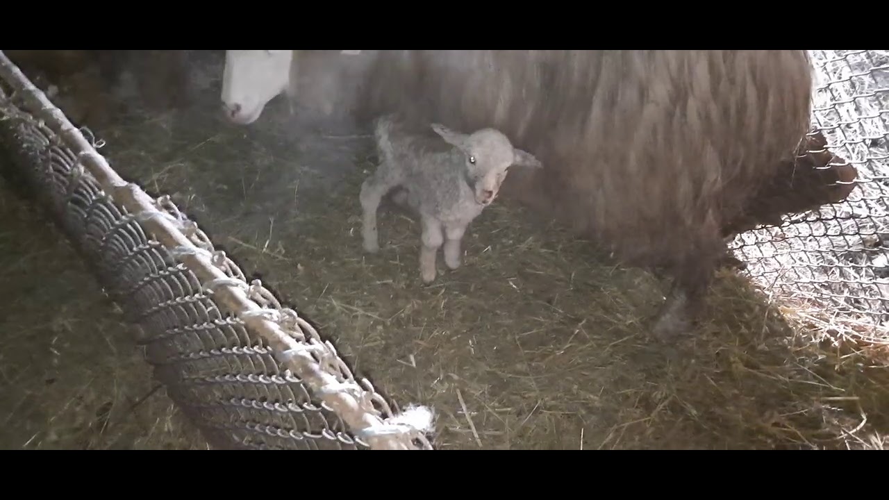 Cum  procedez  atunci când  o oaie nu  ia mielu🐑🐑🐑