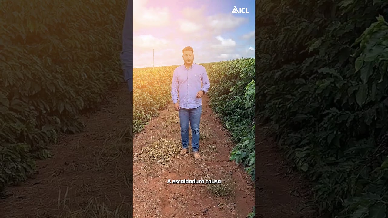 Keep Green: a solu&ccedil;&atilde;o que protege seu cafezal contra a escaldadura e promove alta produtividade!