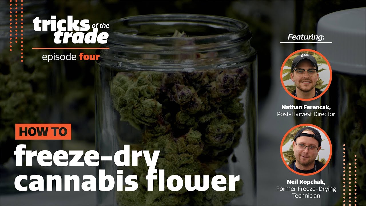 Cannabis Business Times' Tricks of the Trade: How to Freeze-Dry Cannabis Flower