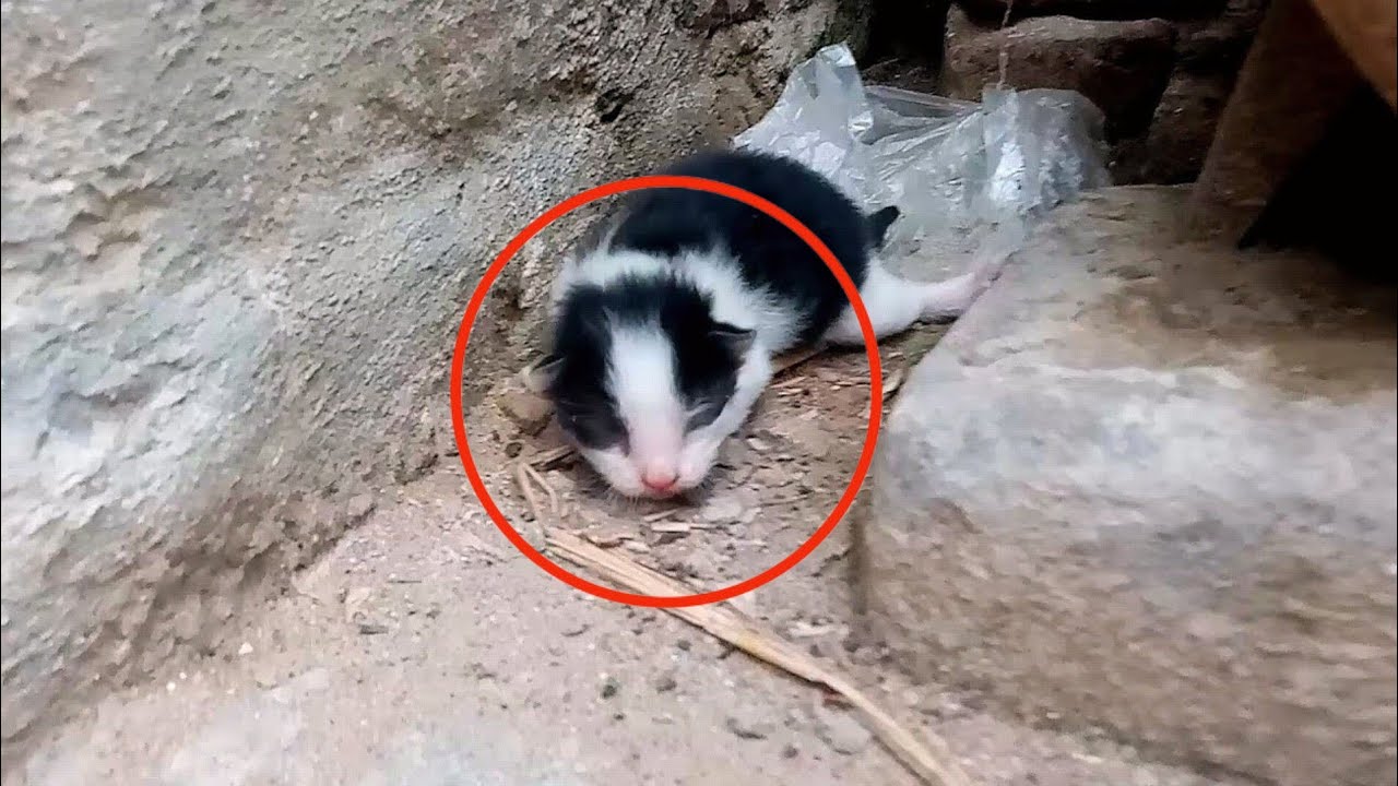 Two abandoned kittens lying in a old house and asking for help.