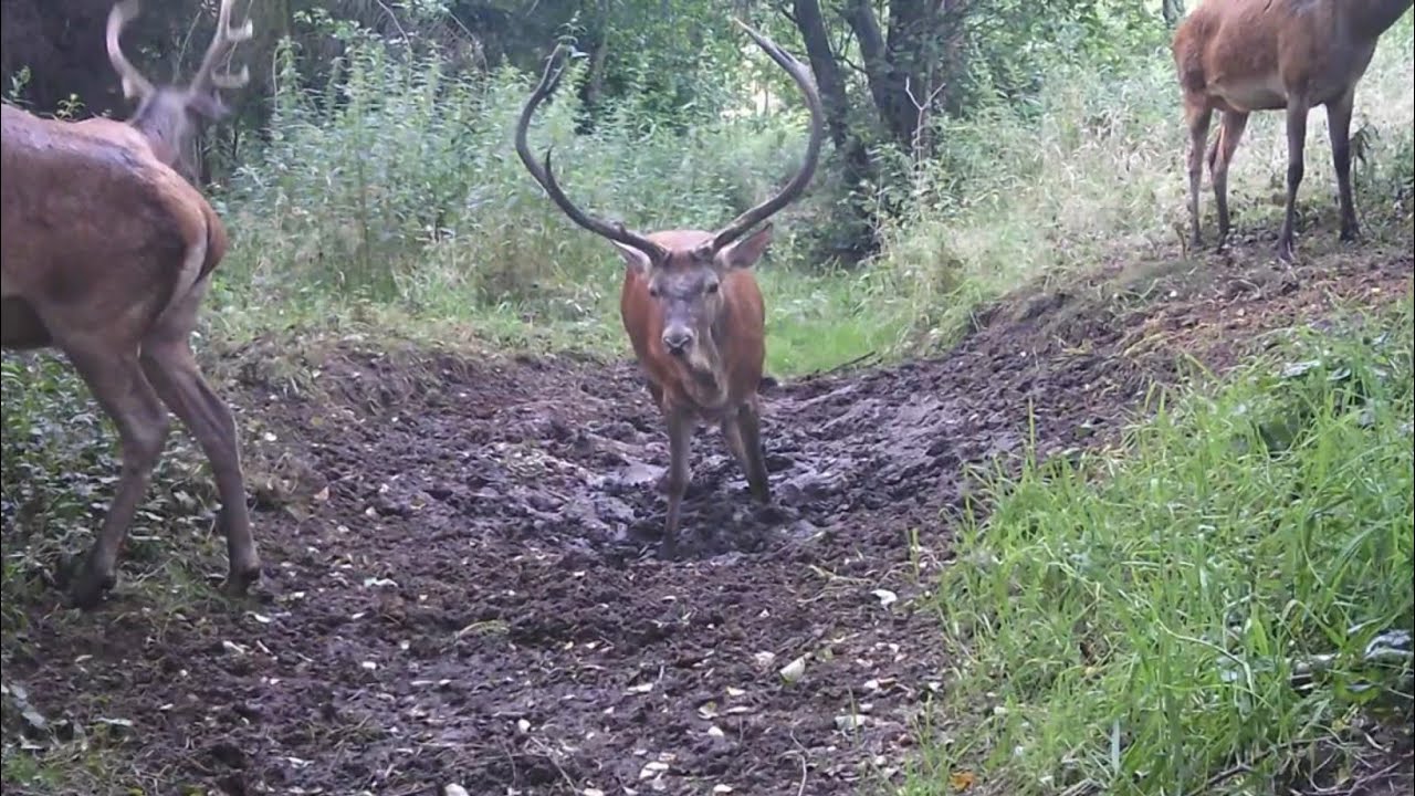 Najciekawsze ujęcia z fotopułapki nagrane przeze mnie w 2023 roku🙂