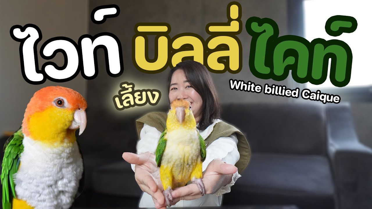 มารู้จัก+เลี้ยงไวท์บิลลี่ไคท์ (White bellied Caique) EP.306