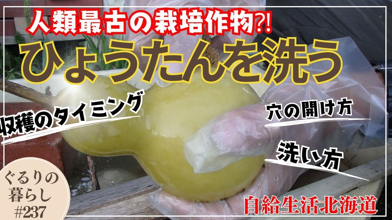 ひょうたんを洗う【自給生活北海道】ぐるりの暮らし#237～ひょうたんは収穫のタイミングが大事です