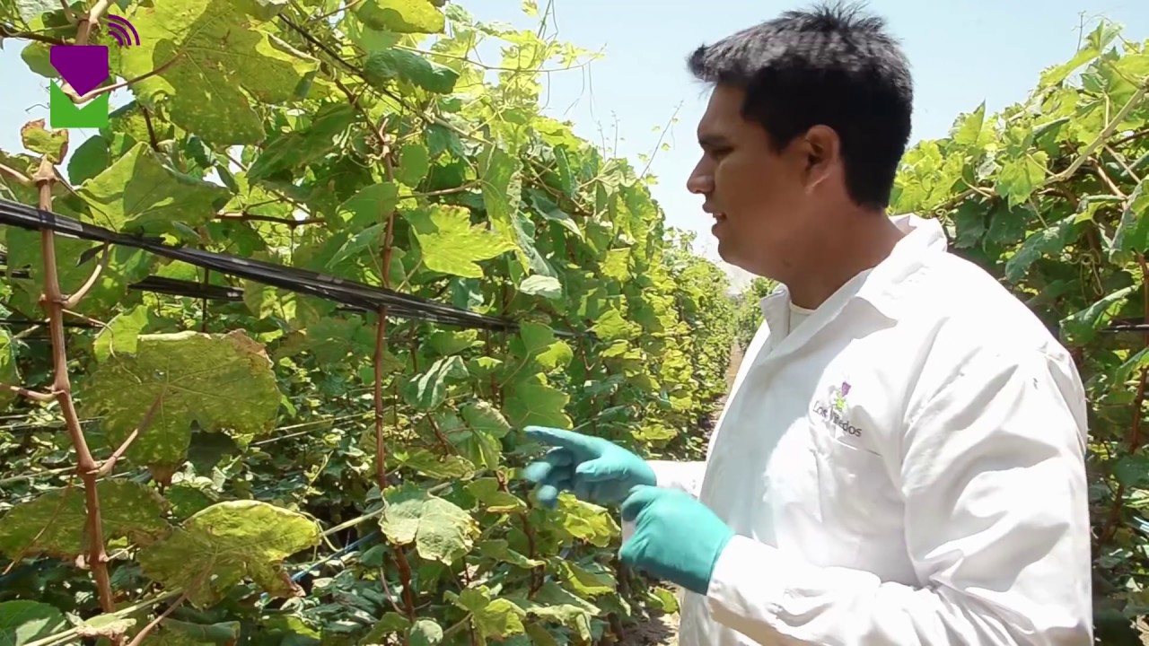 PROCESO PRODUCTIVO DE VID EN BOLSA