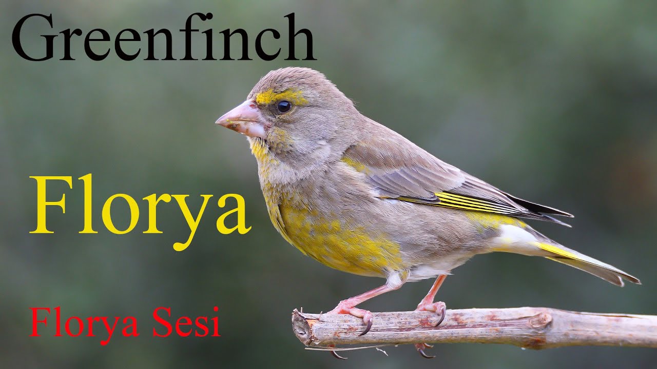 Florya / Florya Sesi