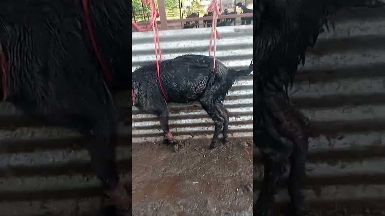 पाय मोडलेल्या शेळीच्या सडाची स्वच्छता.