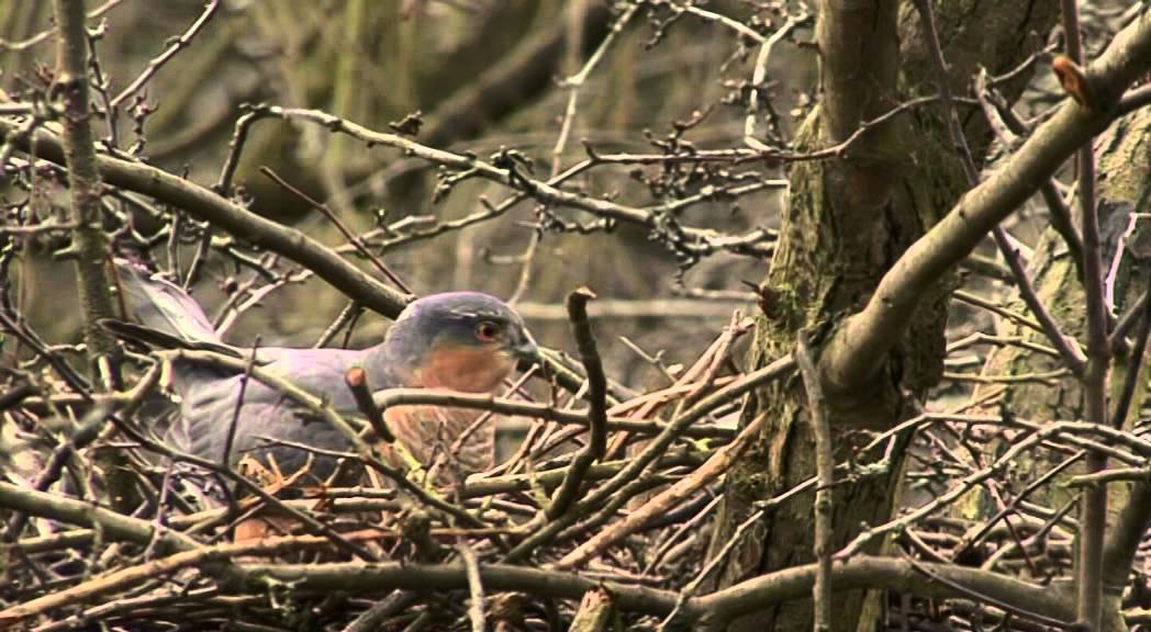 FIRST 15 MINUTES OF THE SECRET LIFE OF THE SPARROWHAWK DVD
