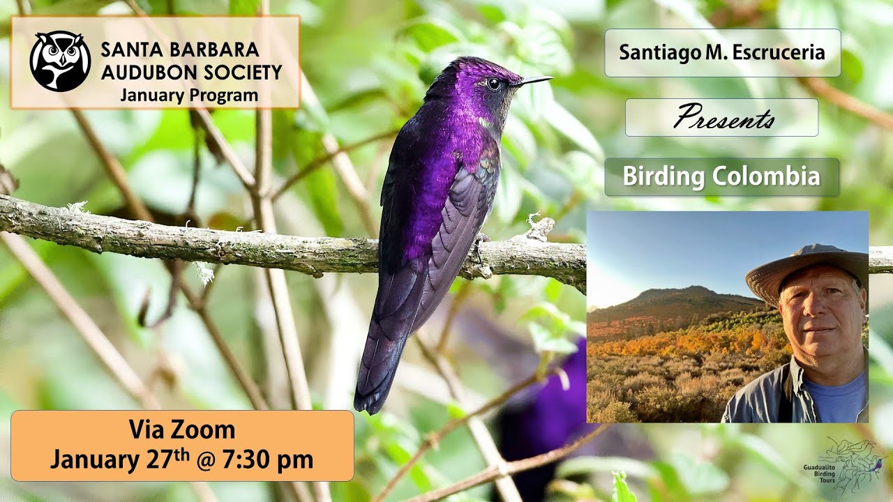 Birding Colombia