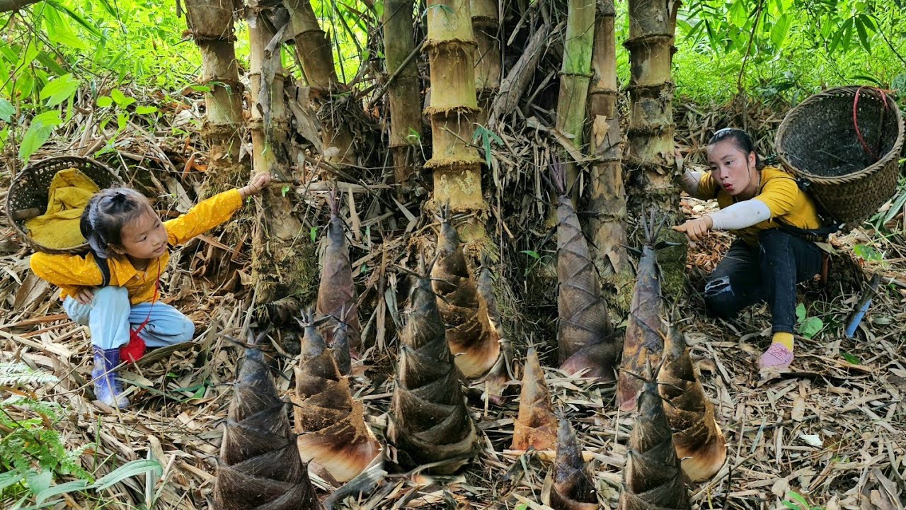 Harvest giant bamboo shoots to sell at market with daughter - building farm life | Tương Thị Mai