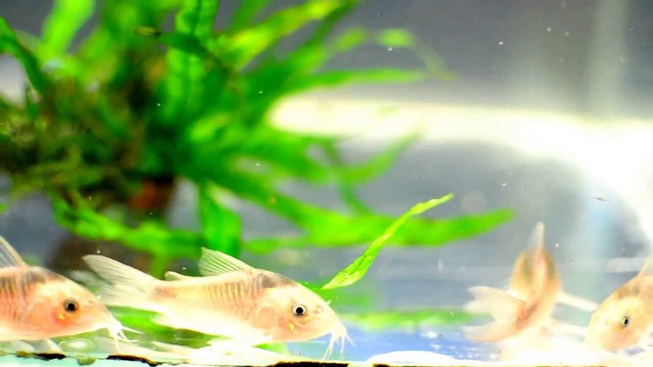 Corydoras rabauti  La Monte, 1941