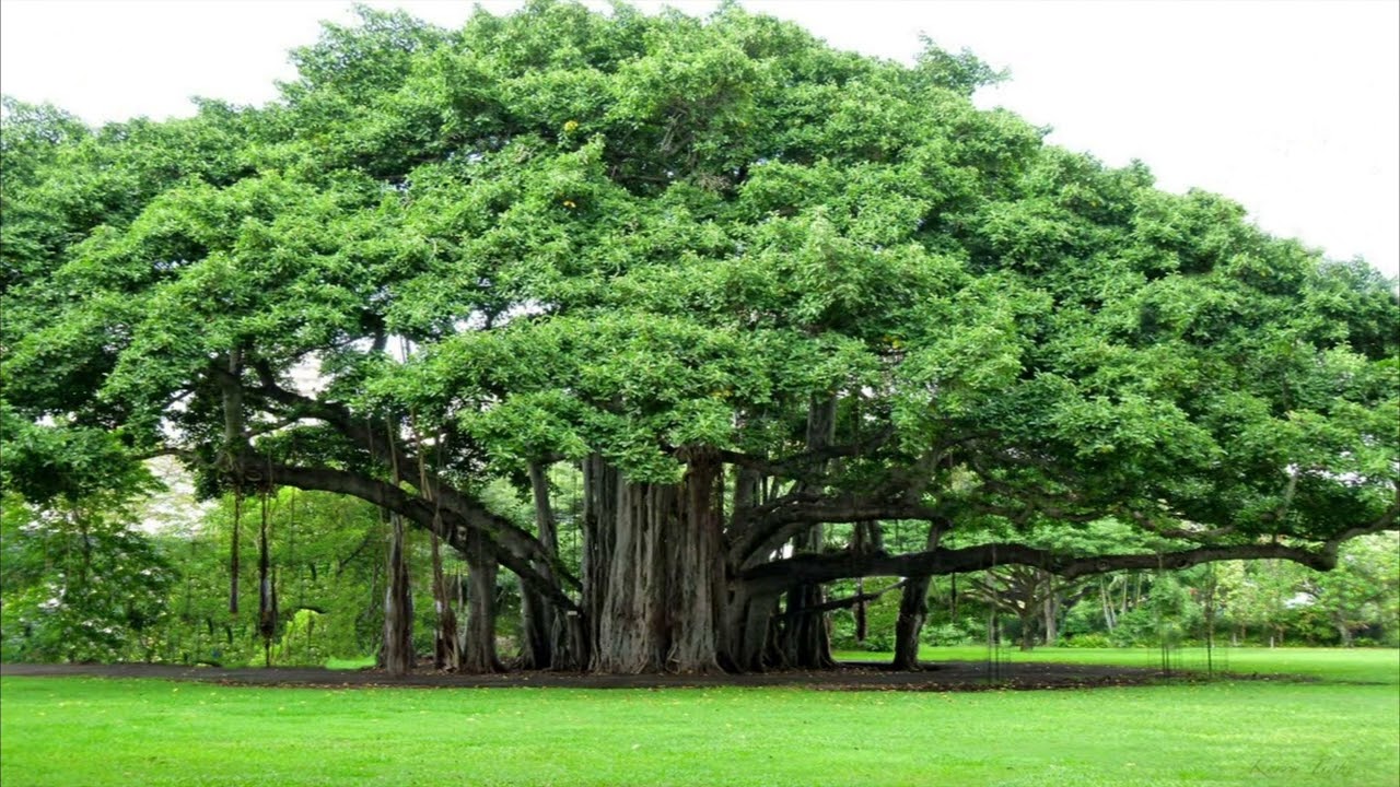জ্ঞান বৃক্ষ অধিবেশন ২৭