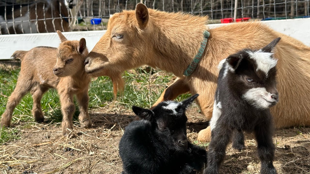 Triplets Casco, Cranberry & Chickadee arrive!