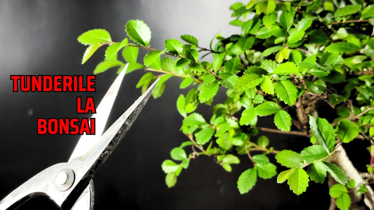 Cand sa NU tunzi un bonsai si care este momentul corect pentru tundere!