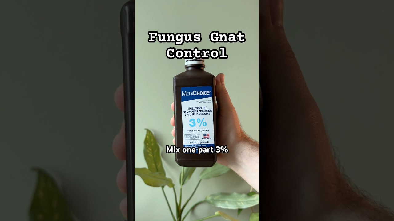 Bye fungus gnats! 🪰 Try this hydrogen peroxide soil hack for healthy, gnat-free plants! 🪴 #plants