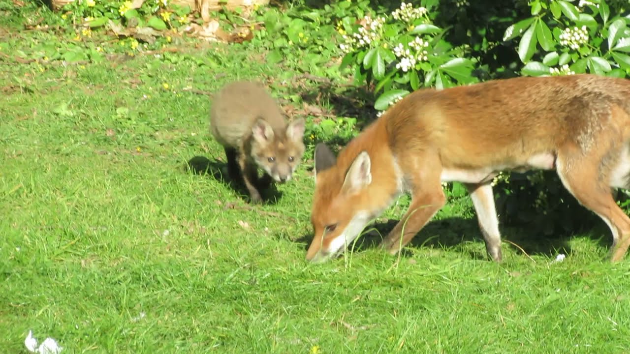 Mom and baby foxes in the backyard
