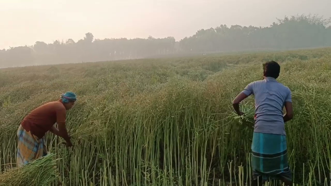 সরিষা কাটা এবং মাড়াইয়ের কাজ চলছে....... | Mredha Agro