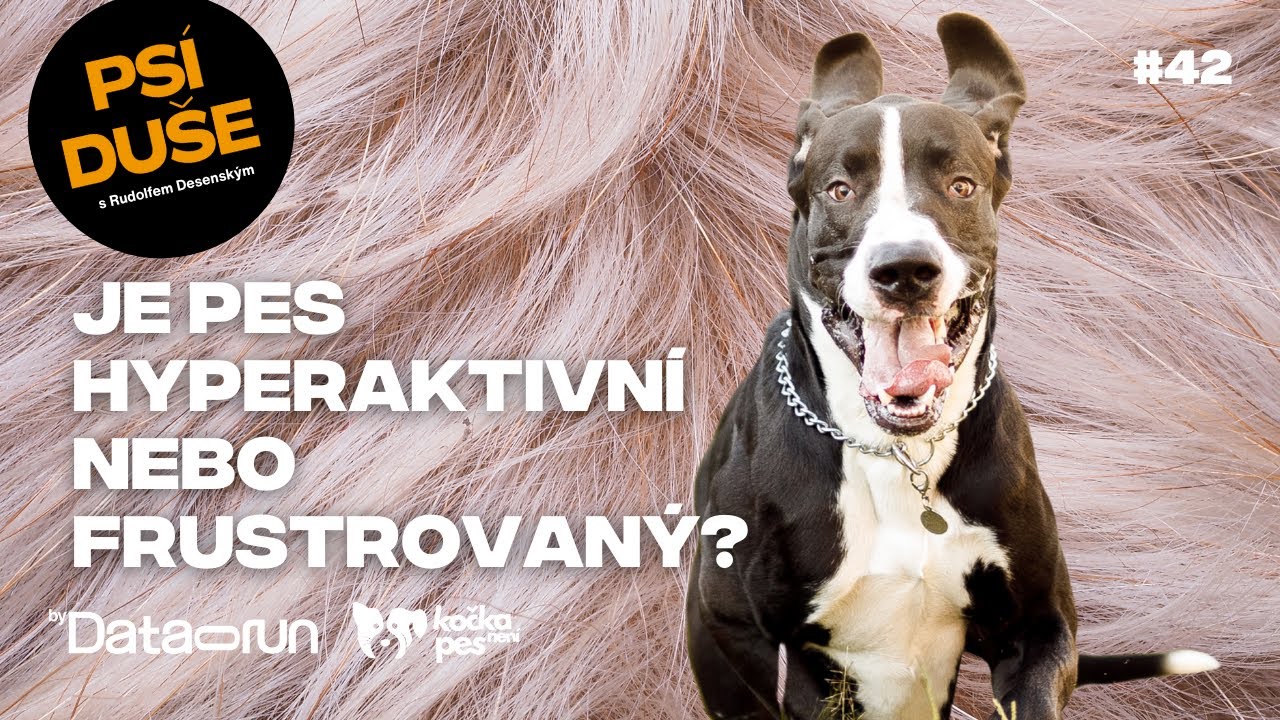 Znuděn&yacute; pes je hor&scaron;&iacute; než odji&scaron;těn&yacute; gran&aacute;t, varuje Rudolf Desensk&yacute; | Ps&iacute; du&scaron;e #42