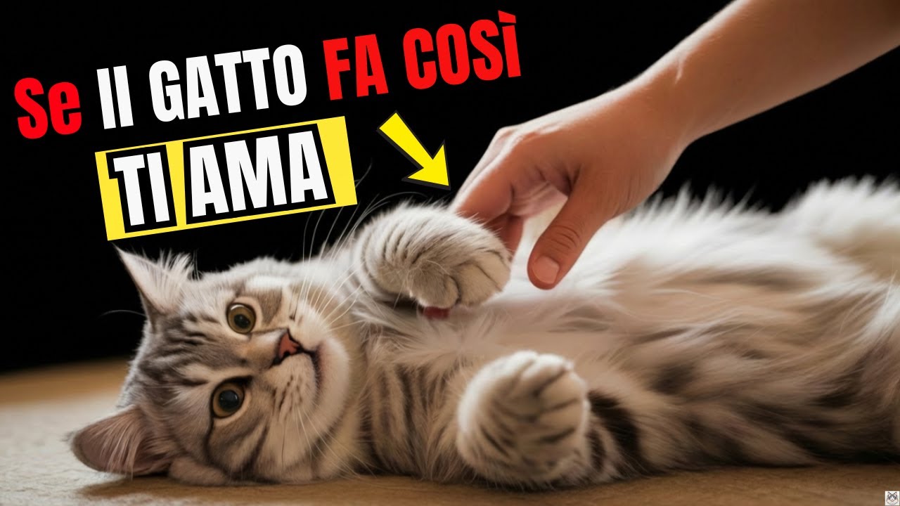 7 Modi in cui il Tuo Gatto Dice Ti Amo (Senza Parlare)