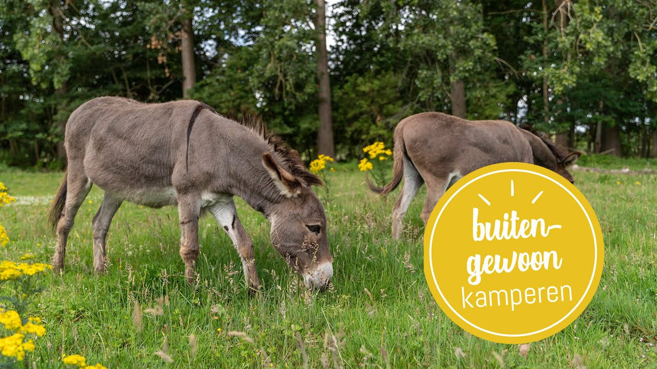 Buitengewoon Kamperen in Parkbos De Pinte | Natuur en Bos