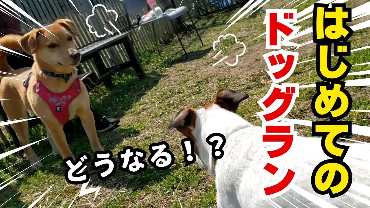 初めてのドッグラン